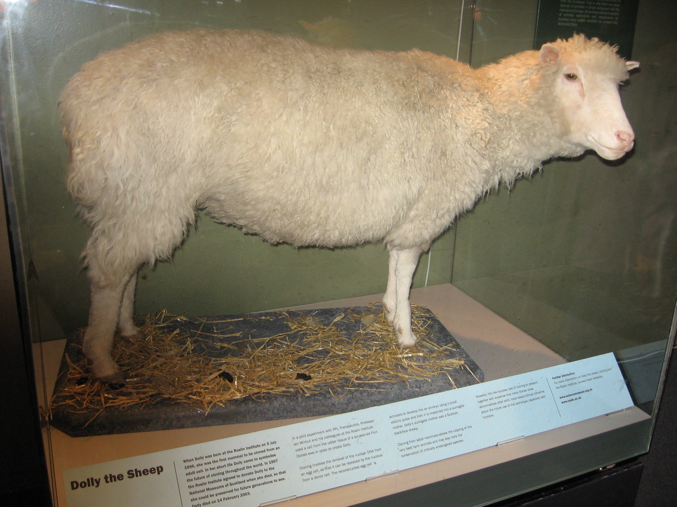 Het schaap Dolly